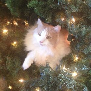 Meet your Posher, Colleen